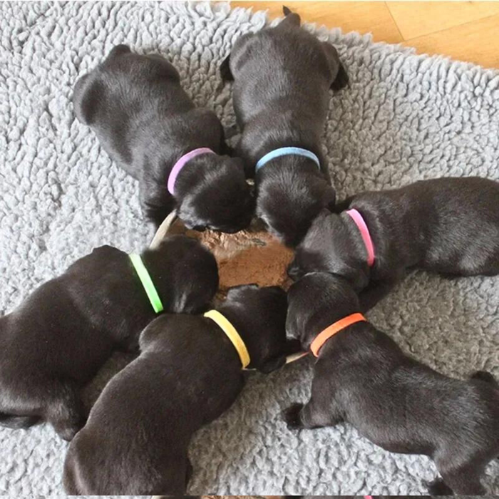 12 Colors Nylon Newborn Puppy Kitten Identification ID Collars