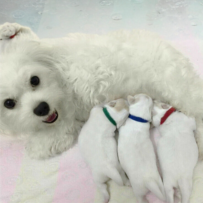 12 Colors Nylon Newborn Puppy Kitten Identification ID Collars