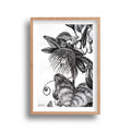 Ally Fetscher-Smith - Passion Fruit Flower