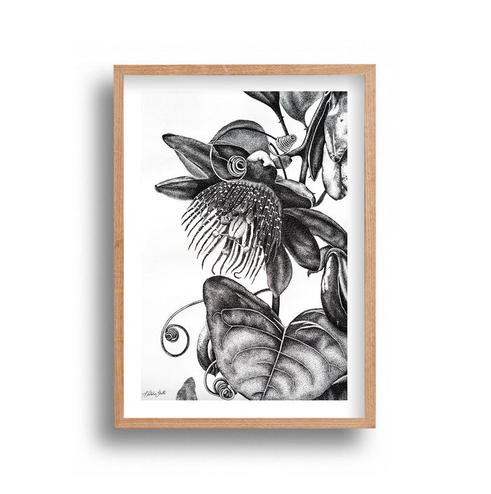 Ally Fetscher-Smith - Passion Fruit Flower