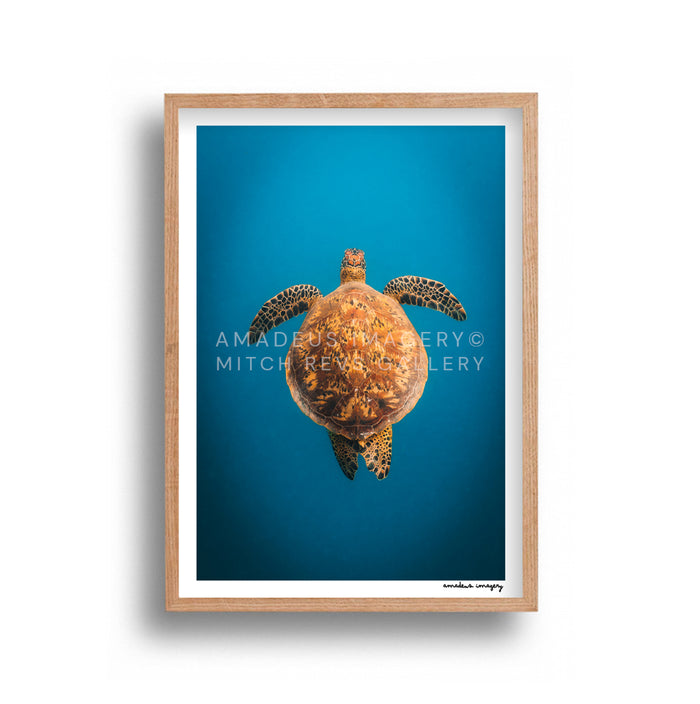 Amadeus Imagery - Glide