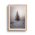 Jared Moxey - Fogtree Tree New Zealand