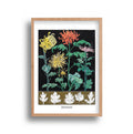 Liz Sherriff - Chrysanthemums 2