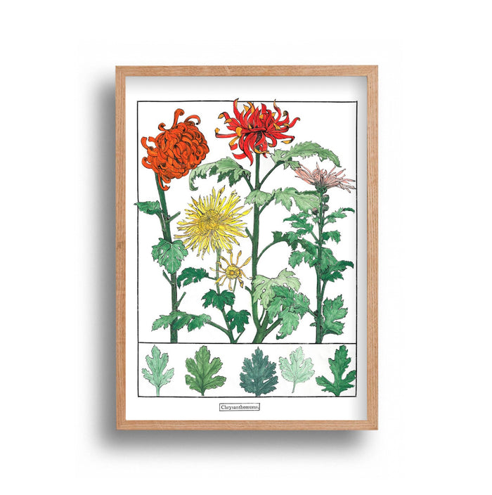 Liz Sherriff - Chrysanthemums