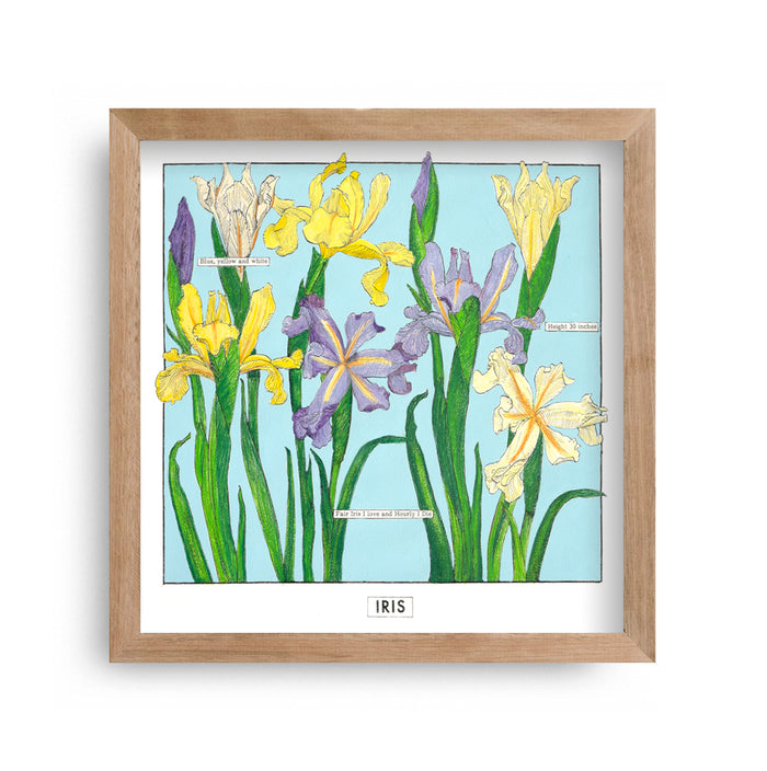 Liz Sherriff - Iris