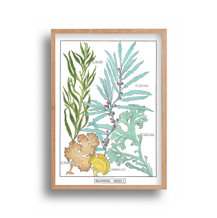 Liz Sherriff - Seaweed Series 1