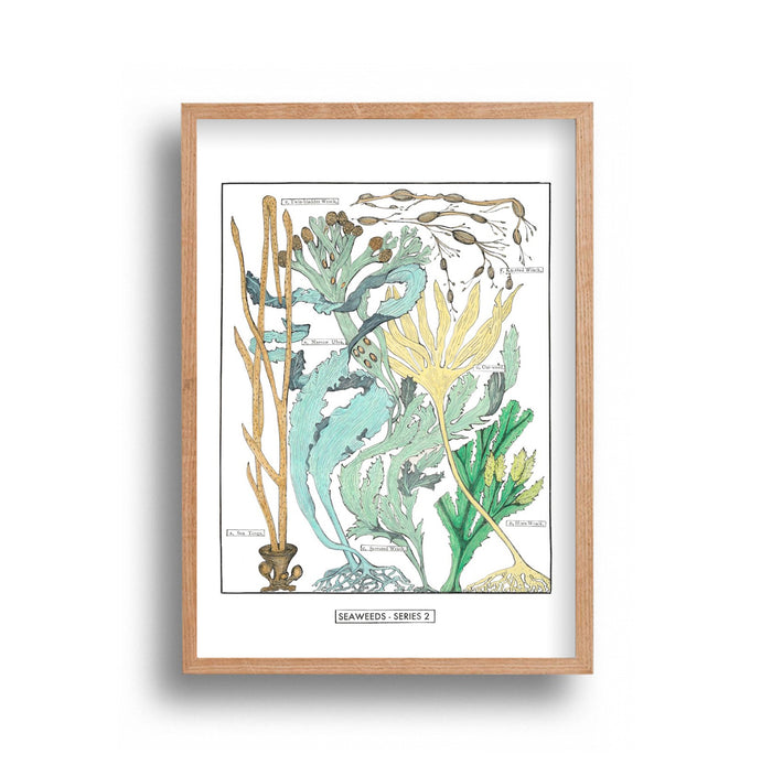 Liz Sherriff - Seaweed Series 2